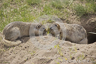 Two gophers eat food near the burrow Stock Photo