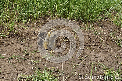 The gopher on Guard, animals in the wild nature. The gophers climbed out of the hole on the lawn , the furry cute gophers sitting Stock Photo