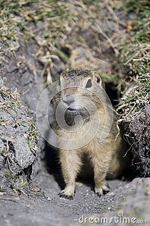 Gopher in Hole Stock Photo