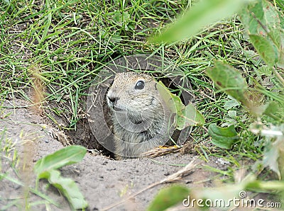 Gopher in the hole Stock Photo