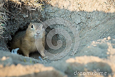 Gopher Stock Photo