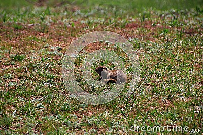 A gopher near his lair in a green spring field Stock Photo