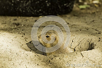 Gopher Peaking out of its Hole Stock Photo