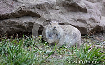 Gopher sitting alert and looking around Stock Photo