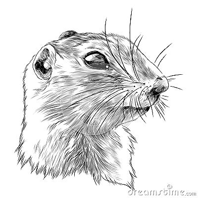 Gopher sketch vector graphics Vector Illustration