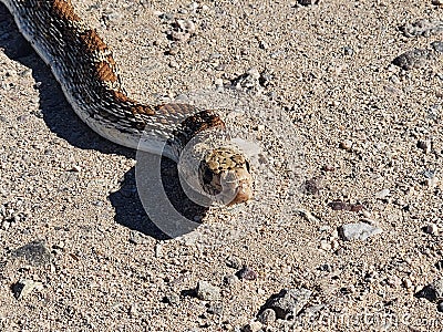 Gopher snake hunting for prey on Arizona road Stock Photo