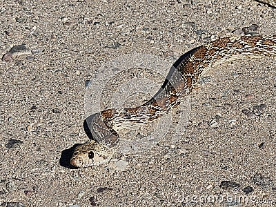 Gopher snake hunting for prey on Arizona road Stock Photo