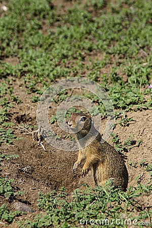 A gopher standing on two legs and being very alert on surroundings showing his claws Stock Photo