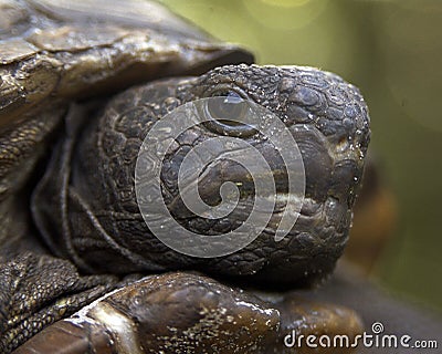 Gopher tortoise Stock Photo