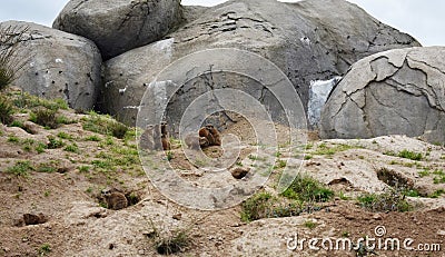 Cute little Gophers at the zoo. Stock Photo