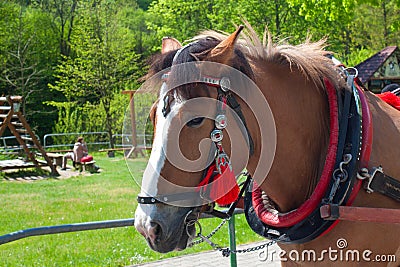 Goralian horse in traditional harness. Stock Photo