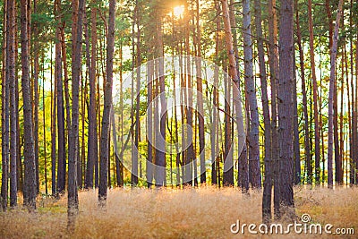 Gorgeous autumn landscape panorama of a scenic forest with lots of warm sunshine Warm summer scenery in a forest. Stock Photo