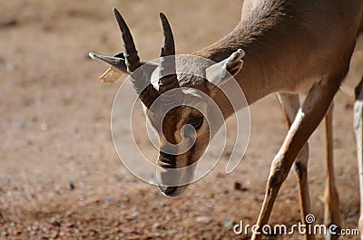 Gorgeous Baby Gazelle with Curved Horns Roaming Stock Photo