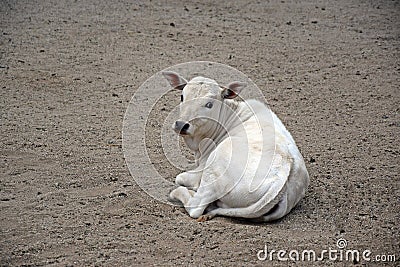 Gorgeous Baby Zebu Lying on Ground Stock Photo