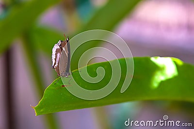 Danaus genutia and Striped Tiger at butterflys plantation in Thailand. Stock Photo