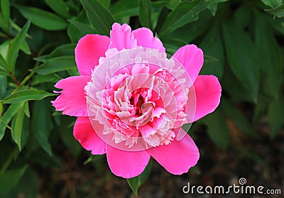 Gorgeous beauty close up view of peony pink flower. Amazing nature flower background Stock Photo