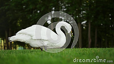 Gorgeous bird feeding on sunny day in park. Tranquil swan walking outdoors Stock Photo