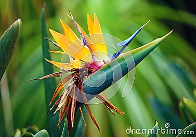 Gorgeous bird of paradise flower, amazing colorful high definition picture of colorful flower plant Stock Photo