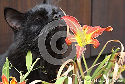 Gorgeous Black Cat Sniffing Flower Close Up Stock Photo