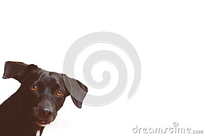 Gorgeous black dog looking attentively forward and white background. Space for text. Man's best friend Stock Photo