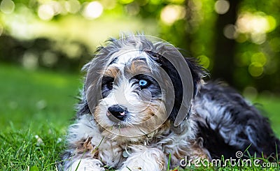 Gorgeous black and white dog with unique multicolored eyes lounging in a lush green grassy area Stock Photo