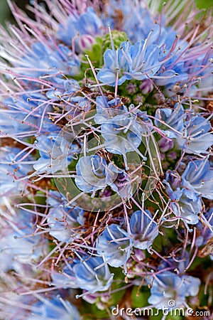 gorgeous blue blossoms of the pride of Madeira flower Stock Photo