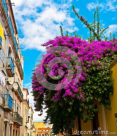 Bouganville in Bairro Alto Stock Photo