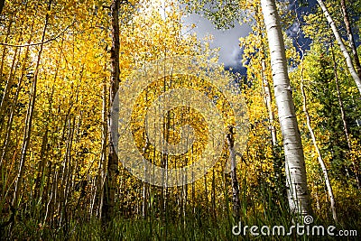 Gorgeous bright autumn forest scene with pine trees, aspens, and birch trees Stock Photo