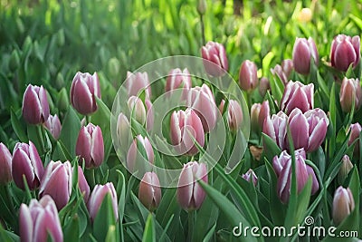 Gorgeous bright field of purple or pink tulips with the sun shining on them Stock Photo