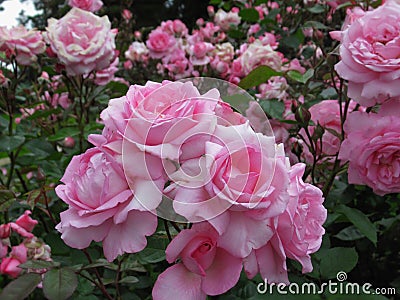 Gorgeous Bright Pink Rose Flowers In Park Garden Stock Photo