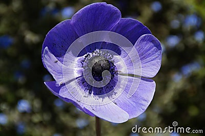 a gorgeous bright purple poppy anemone Stock Photo