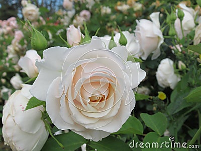 Gorgeous Bright White Rose Flowers Blossom In Vancouver Q.E Park Garden Stock Photo