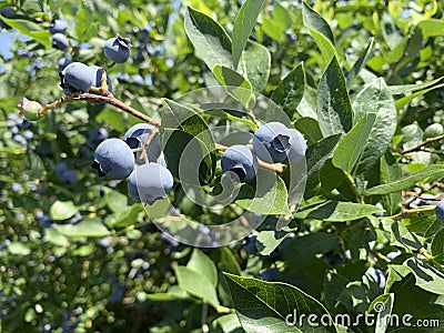 Gorgeous close-up photo of a blueberry branch Stock Photo