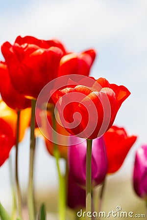 Gorgeous, colorful shot from below of red tulips in the bed Stock Photo