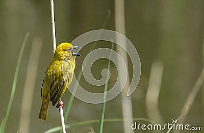 A gorgeous colorful weaver perched Stock Photo