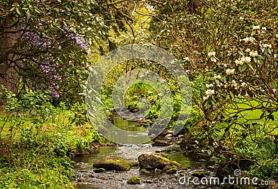 Azaleas and Rhododendron trees surround stream in spring Stock Photo