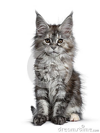 Gorgeous cute Maine Coon cat kitten, Isolated on white background. Stock Photo