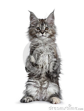 Gorgeous cute Maine Coon cat kitten, Isolated on white background. Stock Photo