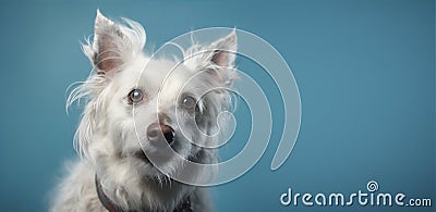 Gorgeous dog against blue backdrop with copy space. Sweet, smiling dog Stock Photo