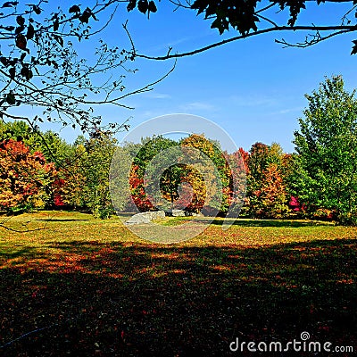 Gorgeous fall trees Stock Photo