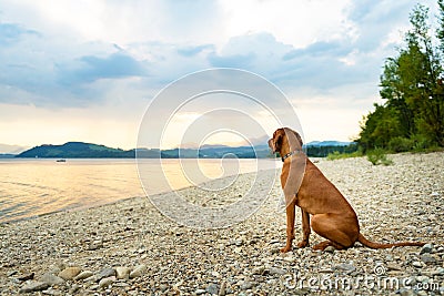 Gorgeous family pet dog sitting on a beach at sunset time. Vizsla puppy on summer vacation exploring the sea. Stock Photo