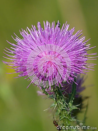 Gorgeous flower of CÃ¡rduus. Violet thistle. Stock Photo
