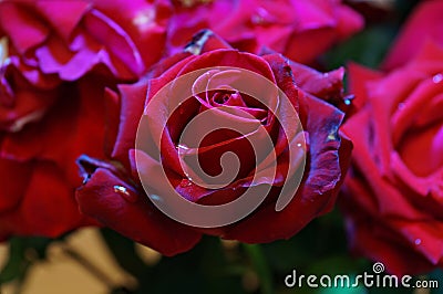 Gorgeous flower - maroon rose with purple ending petals Stock Photo
