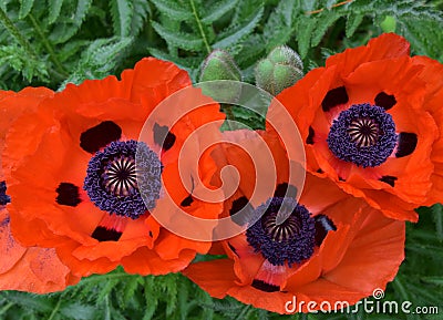 Gorgeous Flowering Orange Oriental Poppies in Bloom Stock Photo