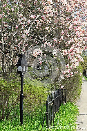 Gorgeous flowering tree in unkempt garden Stock Photo