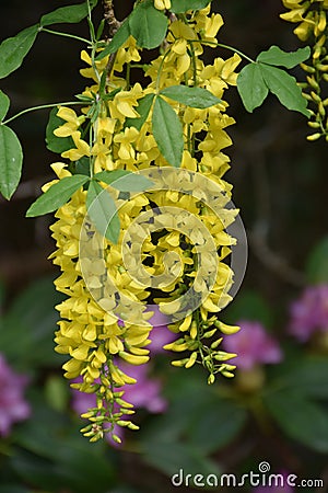 Gorgeous Flowering Yellow Blossoms on a Tree Stock Photo