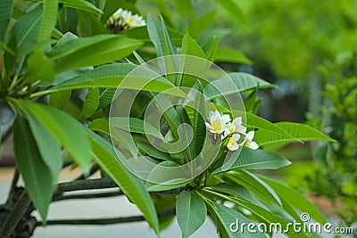 Gorgeous Frangipani Flower Stock Photo