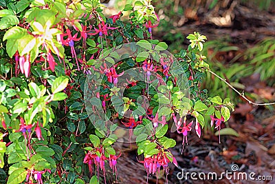 Gorgeous Fushia plant in bloom late October Stock Photo