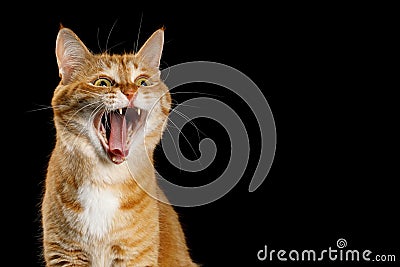 Gorgeous Ginger Cat on Isolated Black background Stock Photo