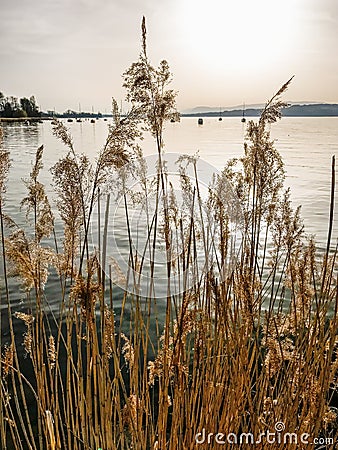 Gorgeous golden reeds at a lake side in in warm evening light on Lake Murten in Switzerland Stock Photo